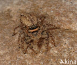 Jumping Spider (Marpissa muscosa)