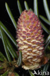 Servische spar (Picea omorika) 