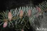 Servische spar (Picea omorika) 