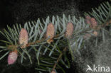 Serbian Spruce (Picea omorika) 