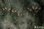 Serbian Spruce (Picea omorika) 