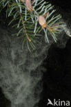 Serbian Spruce (Picea omorika) 
