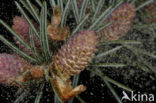 Servische spar (Picea omorika) 