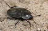 Silpha carinata
