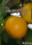 orange (Citrus sinensis)