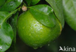 orange (Citrus sinensis)