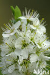 Sleedoorn (Prunus spinosa)