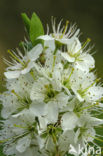 Sleedoorn (Prunus spinosa)