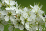 Sleedoorn (Prunus spinosa)