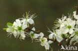 Sleedoorn (Prunus spinosa)