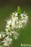 Sleedoorn (Prunus spinosa)