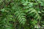 Asian netvein hollyfern (Cyrtomium fortunei)