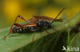 Stenopterus rufus