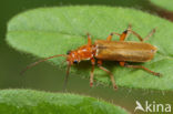 Soldier Beetle (Cantharis cryptica)