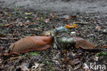Arion lusitanicus
