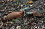 Arion lusitanicus