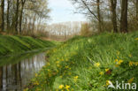 Speenkruid (Ranunculus ficaria)