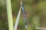 Speerwaterjuffer (Coenagrion hastulatum) 