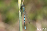 Speerwaterjuffer (Coenagrion hastulatum) 