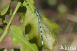 Speerwaterjuffer (Coenagrion hastulatum) 