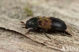 larder beetle (Dermestes lardarius)