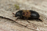 Spektor (Dermestes lardarius)