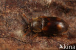 spotted hairy fungus beetle (Mycetophagus quadriguttatus)