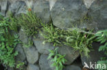 Maidenhair Spleenwort (Asplenium trichomanes)