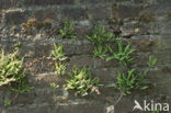 Maidenhair Spleenwort (Asplenium trichomanes)