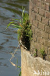 Maidenhair Spleenwort (Asplenium trichomanes)