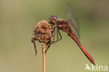 Steenrode heidelibel (Sympetrum vulgatum)