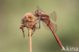 Steenrode heidelibel (Sympetrum vulgatum)