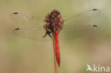 Vagrant Darter (Sympetrum vulgatum)