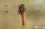 Steenrode heidelibel (Sympetrum vulgatum)