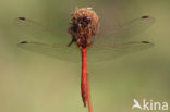 Vagrant Darter (Sympetrum vulgatum)