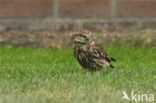 Steenuil (Athene noctua) 