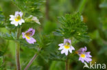 Stijve ogentroost (Euphrasia stricta) 