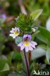 Stijve ogentroost (Euphrasia stricta) 