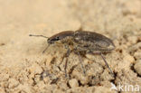 Tanymecus palliatus