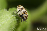 varied carpet beetle (Anthrenus verbasci)