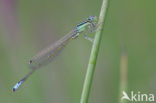 Scarce Blue-tailed Damselfly (Ischnura pumilio)
