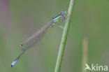 Scarce Blue-tailed Damselfly (Ischnura pumilio)
