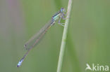 Scarce Blue-tailed Damselfly (Ischnura pumilio)