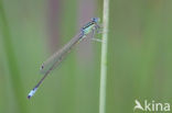 Scarce Blue-tailed Damselfly (Ischnura pumilio)