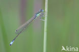Scarce Blue-tailed Damselfly (Ischnura pumilio)
