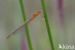 Scarce Blue-tailed Damselfly (Ischnura pumilio)