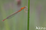 Scarce Blue-tailed Damselfly (Ischnura pumilio)