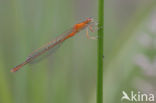Scarce Blue-tailed Damselfly (Ischnura pumilio)