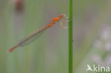 Scarce Blue-tailed Damselfly (Ischnura pumilio)