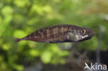 Ninespine Stickleback (Pungitius pungitius)